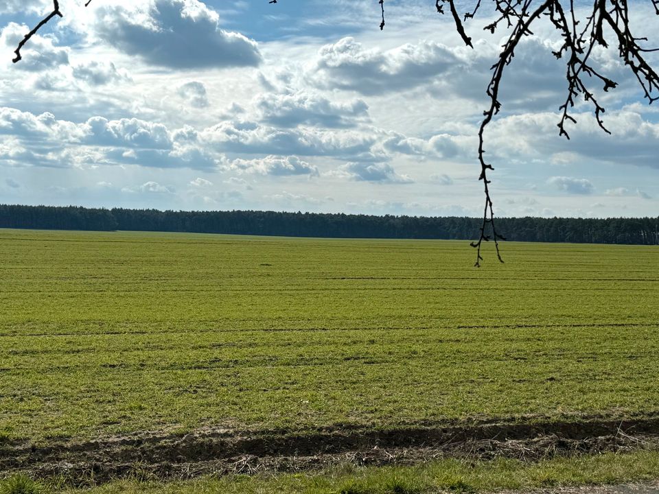 Kleine Ackerfläche (ca. 1,2 ha) bei Friedland in Friedland (Mark)