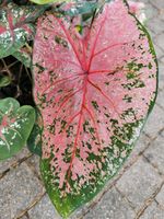 Caladium "Pink Beauty" - Buntblatt - Rarität - Zimmerpflanze Thüringen - Erfurt Vorschau