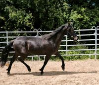 Schlesier Warmblut Wallach Rappe Freizeitpferd Fahrpferd Hessen - Bad Camberg Vorschau