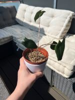 Alocasia Zebrina Babypflanze Niedersachsen - Wietmarschen Vorschau