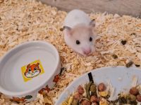Goldhamster 8 Wochen alt. Hamster, ein letzter Hamsterjunge!!! Nordrhein-Westfalen - Datteln Vorschau