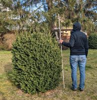 Buchsbaum 1,50 m hoch Niedersachsen - Göttingen Vorschau