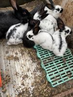 5 Kaninchen zu verkaufen Stück 12 Euro 10 Wochen alt Nordrhein-Westfalen - Gronau (Westfalen) Vorschau