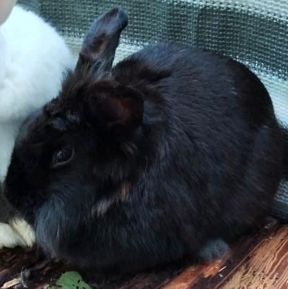 Kaninchen Haustier zahm verschmust verwitwet in Siegburg