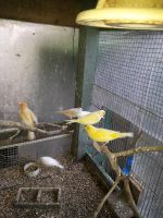 Kanarienvogel  10 st. Für 90 € gelbe grüne mit Haube Rheinland-Pfalz - Wirges   Vorschau