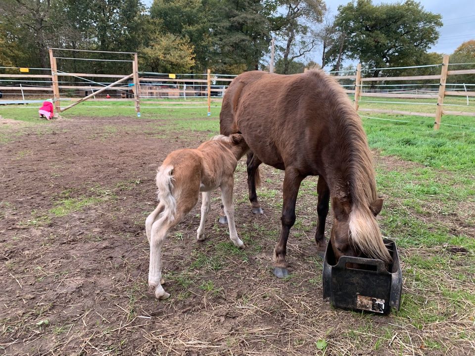 Amerikanischer Shetlandpony Wallach in Oldenburg