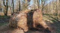 Pferdemist kostenlos Nordwestmecklenburg - Landkreis - Bobitz Vorschau