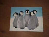 Pinguin Bild 40x30 kein Druck Bayern - Garmisch-Partenkirchen Vorschau