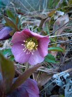 Frühlings - Christrosen lila/rosa Sachsen - Lichtenstein Vorschau