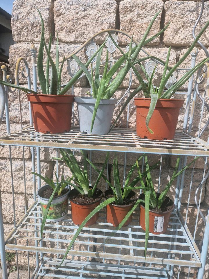 Aloe Vera Ableger BIO in Etzenricht