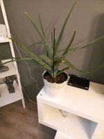 Aloe Vera Mutterpflanze Köln - Porz Vorschau