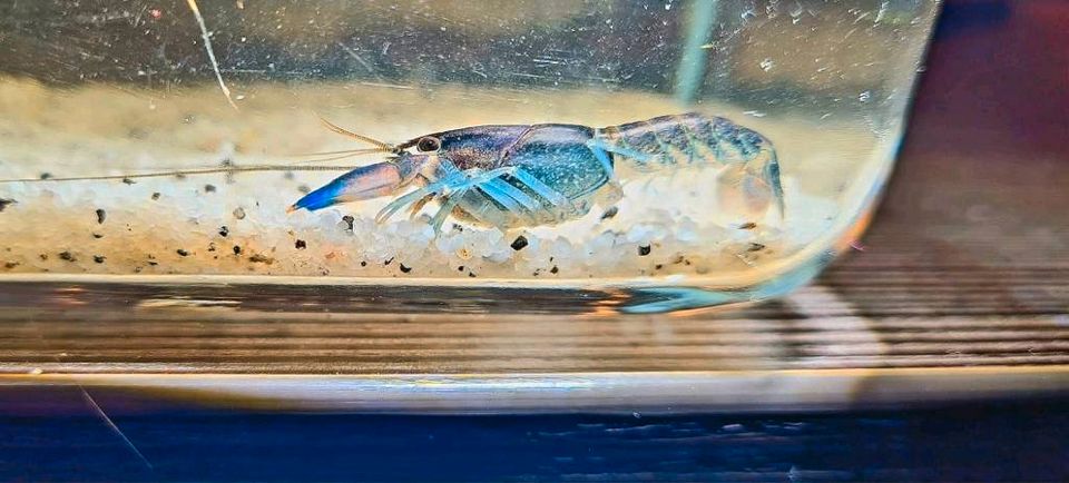 Cherax Pulcher Jungtiere in Hude (Oldenburg)