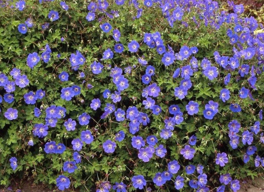 Storchenschnabel - Bodendecker, schnellwachsend - rosa oder blau in Rödinghausen