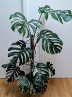 Große Monstera Variegata mit selbstgebautem Moosstab Berlin - Köpenick Vorschau