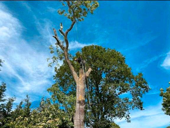 Baumfällung, Baumkletterer, Problemfällung, Baum Abtragen in Peißenberg