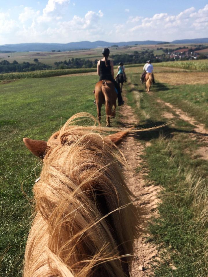 2-3tägige Wander- und Sternritte auf Islandpferden in Münchhausen