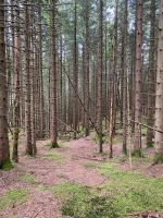 SUCHE Wald zum Kauf Niedersachsen - Hatten Vorschau