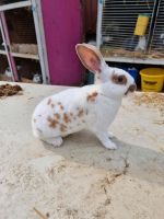 Rex Kaninchen schwarz weiß Baby Kaninchen Niedersachsen - Warmsen Vorschau