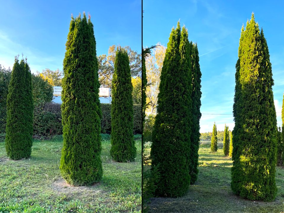 Lebensbaum Thuja occidentalis 'Smaragd' 160-180 cm | Bayernhecke` in Ingoldingen