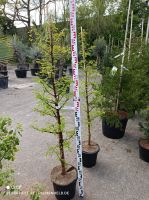 EDEL Metasequoia glyptostroboides Amber Glow Mammutbaum 160-190cm Nordrhein-Westfalen - Nordkirchen Vorschau