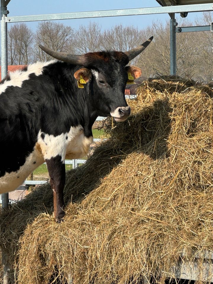 Texas Longhorn Kühe mit Papieren in Meppen