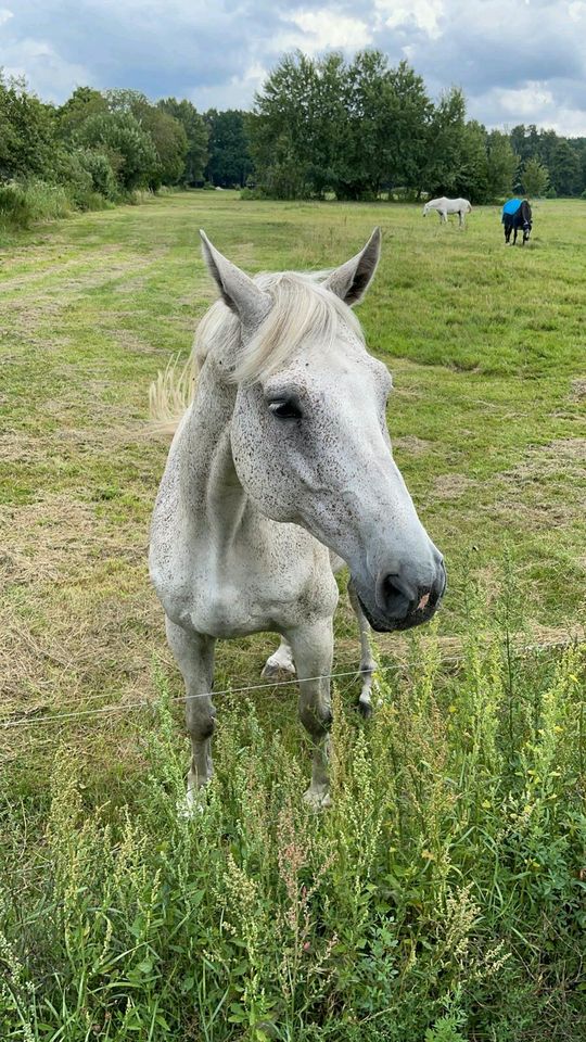 Reitbeteiligung in Lübeck