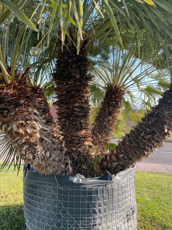 große mehrstämmige Zwergpalme, Chamaerops humilis, frosthart in Straußfurt