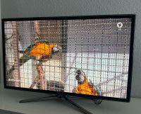 Samsung Fernseher 40 Zoll Düsseldorf - Düsseltal Vorschau