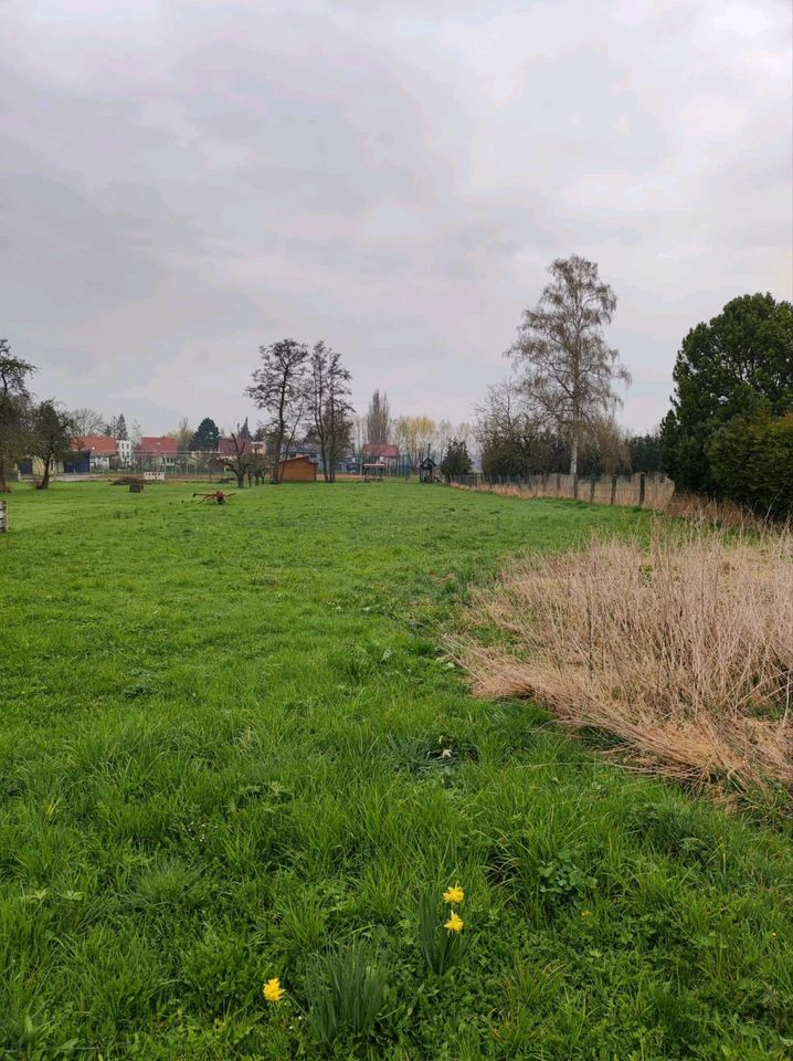 Vermiete Verpachte Wiese Wiesenfläche Garten Tierhaltung Solar in Gotha