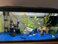 60 l Aquarium Sachsen-Anhalt - Nebra (Unstrut) Vorschau