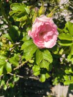 Rose ( Wild Kartoffel) Mecklenburg-Vorpommern - Klein Trebbow Vorschau