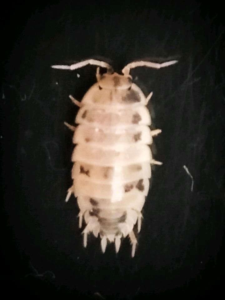 Panda-Asseln / Porcellio laevis 'Panda' in Mecklenbeck