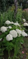 ✔️Garten: Hortensie, 5er Blüten, Ballen Sachsen - Obergurig Vorschau