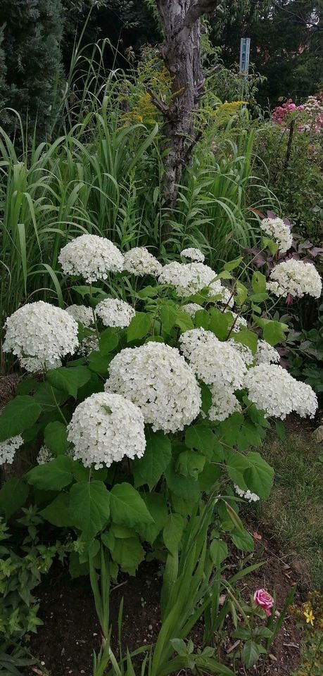 ✔️Garten: Hortensie, 5er Blüten, Ballen in Obergurig