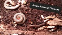 Atapochetus sp Thailand Tausendfüsser Sachsen-Anhalt - Calbe (Saale) Vorschau