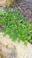 Epipactis palustris und pilea micophylla Beet Hessen - Lorsch Vorschau