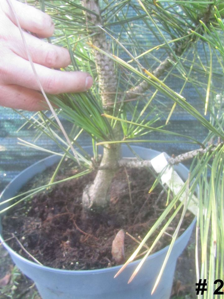 Japanische Schwarzkiefer - Pinus thunbergii 'Ogon' 60-70 cm hoch in Soltau