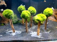 Garnelenbäumchen für Nano Garnelen Aquarium 1 ST 7€* Kr. München - Unterhaching Vorschau