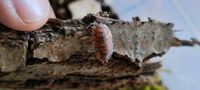 Porcellio Scaber Lava Baden-Württemberg - Nürtingen Vorschau