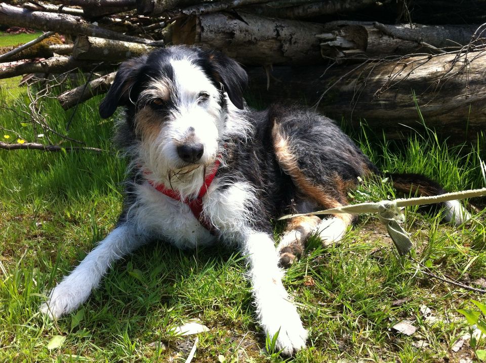 Hundebetreuung Urlaubsbetreuung für Hunde in Murnau am Staffelsee