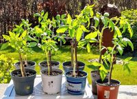 Habe noch Bio Tomatenpflanzen  abzugeben. 4 Sorten. Nordrhein-Westfalen - Geilenkirchen Vorschau