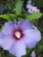 Hibiskus (violett), winterharter  Gartenstrauch, mehrere Pflanzen Nordrhein-Westfalen - Wassenberg Vorschau