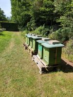 Bienenvölker mit Königinnen aus 2023 Niedersachsen - Edewecht Vorschau