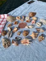 22 MEERES MUSCHELN OZEAN PAZIFIK✅ Niedersachsen - Oldenburg Vorschau