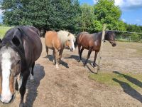 Suche Fläche zum pachten für Pferdehaltung Niedersachsen - Bleckede Vorschau