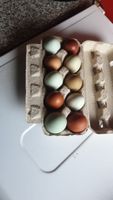 frische Eier von glücklichen Freilaufenden Hühnern Niedersachsen - Berne Vorschau
