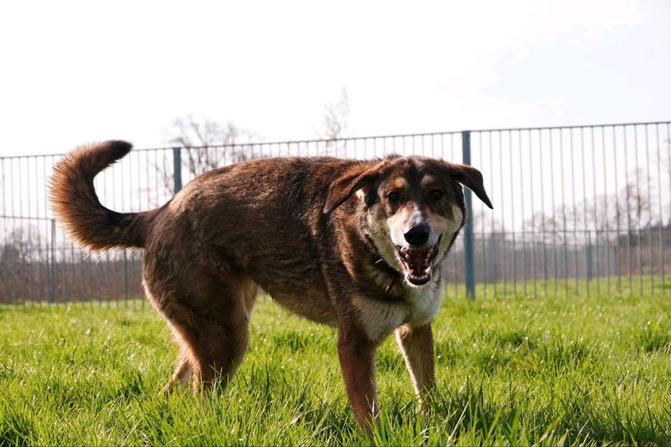 Tierschutzhund Asti sucht ein Zuhause in Winsen (Luhe)
