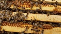 Bienen zu verkaufen DNM Nordrhein-Westfalen - Heinsberg Vorschau