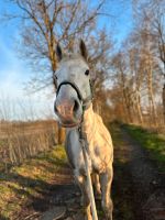 Zuverlässige Reit/Pflegebeteiligung Niedersachsen - Bockhorn Vorschau