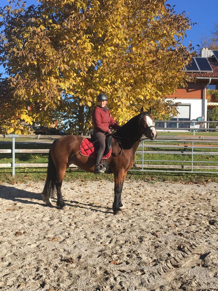 Wunderschöne Welsh Cob Stute zu Verkaufen in Teisendorf